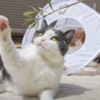 猫たちと『中庭』でのんびりと過ごした結果…幸せいっぱいな光景に癒されると5万再生「本当に幸せそうで素敵」「1日の疲れが吹っ飛んだ」の声