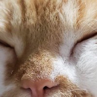 雨の日に『くせっ毛の猫のヒゲ』を見てみると…まさかの光景が面白すぎると172万表示「筆記体やん」「暴れまくってて笑ったｗ」の声