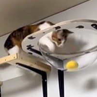 飼い主がボールを投げると、隠れていた猫が走り出して…野球選手さながらの『まさかの動き』が243万再生「洗練された動き」「ニヤけたｗ」