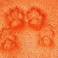 ヨガマットに猫が座った結果→残されたのは……感動必至の『美しすぎる跡』が296万表示の大反響「なんと芸術的」「裏側も尊い」の声