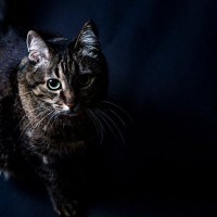 猫の気分が『コロコロ変わる』3つの理由　気まぐれな性格にも、ちゃんと猫なりのワケがあった！