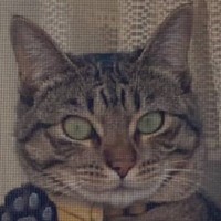 網戸越しに猫が…ポーズを見てみると？→思わず癒される『可愛すぎる姿』が84万表示「刑事が手帳見せるときみたい」「猫菩薩かと思った」の声