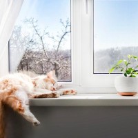 猫の『睡眠』にまつわる素朴なギモン3つ　猫も夢を見る？寝言を言ったりする？