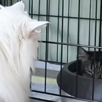 保護猫を新しく迎えたら、家にいた元捨て猫が…まさかの"対応"に涙が止まらないと感動の声続出「胸が熱くなった」「泣けて泣けて…」