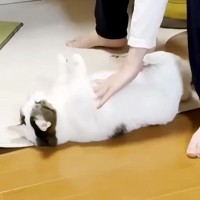 『もはやパン生地』男の子にコロコロ転がされる猫…可愛すぎる『おねだり姿』に悶絶「こねられた後にキメ顔」「幸せそうなのがたまらん…」