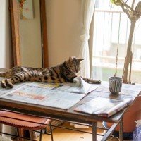 猫が『紙の上』に座らずにはいられない3つの理由　新聞やチラシ、何がそんなにいいの？