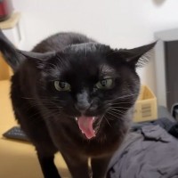 お留守番をしていた猫→飼い主さんの"帰りが遅くなった"結果…文句を言ってくる様子に笑っちゃう人が続出「魂の叫びｗ」「寂しかったのね～」