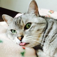 思わずププッと笑ってしまう『猫のじわじわくる瞬間』5選　たまに見られる猫のおもしろかわいい姿！