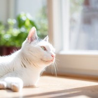 猫にとっての『最高に居心地がいい家』の条件3選　工夫次第で実現できる、猫を幸せにする住環境とは