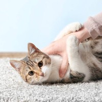 猫が『腕にぎゅっと抱きついてくる』のはなぜ？考えられる4つの理由　やめさせたほうがいい場合も