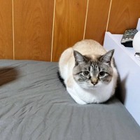 ベッドの上で絶妙な距離感を保つ猫→"隣"にいるのは？…思わず笑っちゃう光景が163万表示「仲良くできるかにゃｗ」「かわいいーｗ」