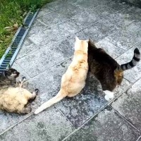 3年かけて『猫捨て山』から全頭を保護→4ヶ月が経過すると……"現在の様子"に涙が止まらないと7万再生「泣きました」「本当によかった」