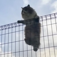 庭に現れた『長毛の大きな猫』と仲良くなったら→現在……心温まる軌跡と『感動の瞬間』に涙「まるで1本の映画」「号泣モノ」と反響