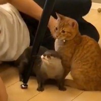 超ラブラブなカワウソと猫→パパがスライディングで割り込んだ結果…『まさかの反応』が42万再生「めっちゃドン引きされてるｗ」「神回」