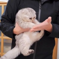 子猫を『病院』に連れて行こうとしたら、兄弟たちが…心配してとった行動に感動の声「絆に泣けてきた」「察知する能力すごいよね」