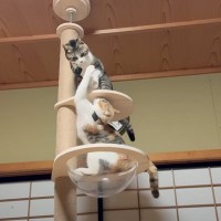 『お転婆すぎる姉妹猫』がキャットタワーで遊んでいたら…想像を超える『まさかの瞬間』に爆笑の声続出「元気過ぎるｗ」「宙を舞ってるｗ」