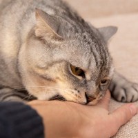 猫がやたら『手を攻撃』してくるのはなぜ？考えられる4つの理由　動かし方に問題があるかも