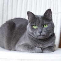 猫が『お手々ないない』しているときの心理4選　リラックスしているときだけじゃない？