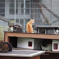 物価高のあおりで存続の危機に瀕した『猫の保護団体』善意に支えられ運営を継続「猫の幸せのために続けたい」英国