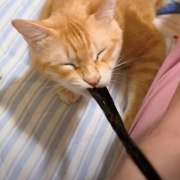 『飼い主ピンチ』腕にゴムをつけていたら、猫が…緊張感が凄すぎる『まさかの光景』が37万再生「焦らしてくるの怖いｗ」「ほぼ脅しで笑った」