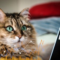 「愛猫の今の気持ちは？」AIが分析し、人間語に翻訳できる可能性が高まる　中国