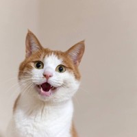 あなたの呼びかけに『猫がお返事しているサイン』4つ　ちゃんと自分が呼ばれている認識があるの？