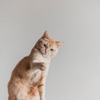 猫がパシパシ『猫パンチ』をしてくるのはどんなとき？一撃に込められた猫のホンネ5選