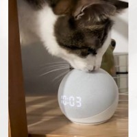 音声アシスタントに『猫に襲われてるよ！』と伝えたら…絶対予想できない『まさかの展開』が223万再生「戦い方を知ってるｗ」「良い反撃」