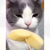 猫にリンゴの匂いを嗅がせてみると……『まさかの表情の変化』が絶妙すぎると爆笑の声続出「可愛すぎて反則ｗ」「ものすごい顔に出てるｗ」