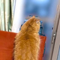 外を眺める猫の後ろ姿を撮影したら…様子のおかしい『低級悪魔が映り込んだ瞬間』が530万表示「序盤のダンジョンに出てきそう」「浮いてる…」