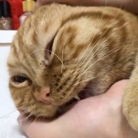 『ン"ミャアアア』甘えてきた猫を飼い主さんが撫でたら…まさかの『鳴き声』が551万表示「予想外すぎて可愛い」「天使がいる」と話題に