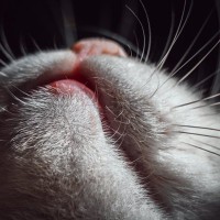 猫のヒゲを切っちゃいけないのはなぜ？実は大切な役割を果たす『ヒゲ』のすごいところ3選