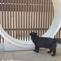 中庭に『巨大キャットホイール』を置いてみたら…猫たちの『可愛すぎる反応』に癒される人が続出「のびのび楽しそう」「最高の楽園」