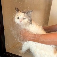 “お風呂嫌い”な長毛猫の絶望シャンプータイム→先輩猫に助けを求めた結果…『コントのようなやり取り』に「ぺったんこｗ」「ごめん笑った」