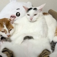 後輩を『猫枕』にした先輩猫...あまりの『ふてぶてしい』態度に「凄い貫禄だねえｗ」「重たくないのかなｗ」と思わず笑っちゃう人が続出