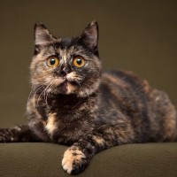 個性派の人懐っこい女子？！ユニークな柄の『サビ猫』の魅力5選！幸運を呼ぶというジンクスも