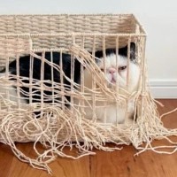 猫が４年間使用してボロボロになった箱を『リメイク』した結果…素敵な完成品に「天才かっ」「なんて素晴らしい」と絶賛する人が続出