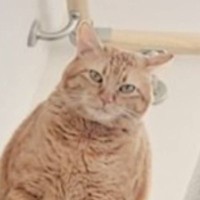 １階から『階段上にいる猫』を見てみたら…とんでもなく"強そうな格好"に爆笑する人が続出「横綱の土俵入りｗ」「つよそうｗ」と39万表示