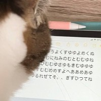猫が真剣にタブレットを見ていると思ったら…暗号文を打ち込む『まさかの姿』が461万表示「ライバル会社に見られるかも…」「報告中？」