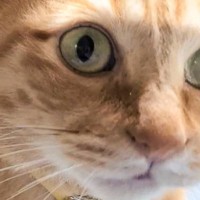 お利口さんに座って撮影される猫の隣で、同居猫が…二度見必至の『まさかの光景』が6万いいね「奇跡が起きたｗ」「真顔なのが妙におもろいｗ」