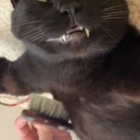 ブラッシングが気持ち良すぎた猫→表情を見てみると……野性味を失った『笑撃の姿』が41万表示「表情がｗｗｗ」「無限に見ちゃう」と爆笑の声