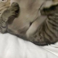 先輩をなめていた子猫→反撃をくらった結果…思わず爆笑してしまう『可愛すぎる瞬間』が76万表示「叫び声が聞こえてくるｗ」「捕食されてて草」