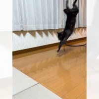 『逆立ち状態で着地した猫』が次の瞬間……信じられないほど『器用すぎる行動』に思わず笑っちゃう人が続出「笑撃」「ええええ！すごい」の声