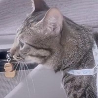 注射のために病院へ行った元野良猫→帰りの車内には“同居犬だけ”…？まさかの『完全に心を閉ざした様子』に13万いいね「ごめん吹いた」
