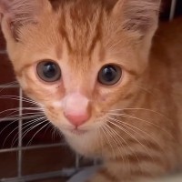 草むらで鳴いていた赤ちゃん猫→保護２日目で甘えん坊なのが発覚し…ずっとのお家で『幸せそうな現在の姿』に「嬉しい報告」「末永く幸せに」