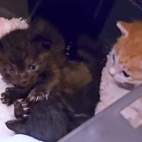 母猫に“育児放棄”された３匹の子猫→ミルクがうまく飲めず、点滴をしていたが…完全に想定外の展開が20万再生「自然に涙が」「たまらん」