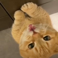 新居に来て３日目→愛猫が最初に覚えた『可愛すぎる行動』に笑顔になる人が続出「ひとつひとつの仕草が可愛い」「とてもほっこりした」