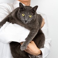 猫にとっても『肥満』が危険な5つの理由　かかりやすくなる病気や生活への支障…愛猫のQOLを下げる大敵