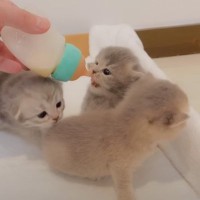 『お腹を空かせた赤ちゃん猫たち』→ミルクを与えたら…可愛すぎて思わず笑顔になる光景が58万再生「なんて可愛さ」「無理…」と悶絶の声