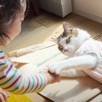お世話を焼きたいお年頃の女の子→猫に絡みに行ったら…あまりにも尊い光景に癒される人続出「とても素敵な関係」「愛が溢れてる」と9万再生